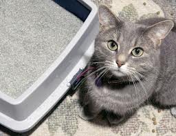 Cat sitting next to litter box